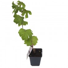 Саженцы сибирского винограда ОСЕНЬ2026