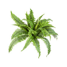 Страусник (папоротник)