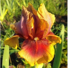 Ирис Апачи Уорриор/ 1 шт. в уп.