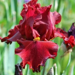 Ирис Ред Зингер/ 1 шт.в уп.