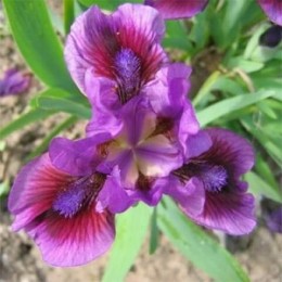 Ирис Йо Йо/ 1 шт. в уп.