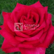 Роза Эксплорер (3-х летка)/Сем Алт/1 шт. в коробке