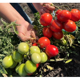 Томат Запуняка/Сем Алт/цп 0,05 гр. НОВИНКА!