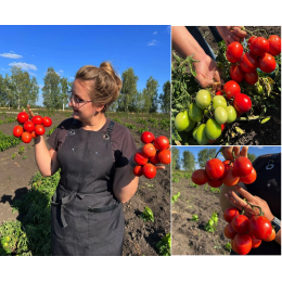 Томат Запуняка/Сем Алт/цп 0,05 гр. НОВИНКА!