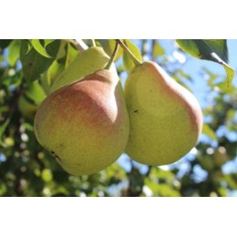 Груша Лесная красавица/1 шт.