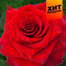 Роза Эксплорер/Сем Алт/1 шт. в коробке