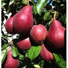 Груша колоновидная Кармен/1 шт.