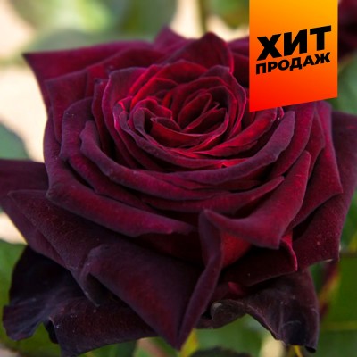 Роза Блек Баккара/Сем Алт/1шт. в коробке Роза Блек Баккара/Сем Алт/1шт. в коробке