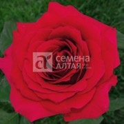 Роза Преферанс (3-х летка)/Сем Алт/1 шт. в коробке
