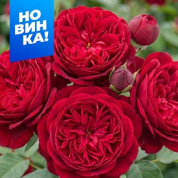 Роза Пиано/ Сем Алт/ 1 шт. в коробке