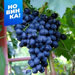 Виноград Аттика/1 шт. в коробке