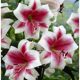 Лилия Триумфатор/ 3 шт. в уп.