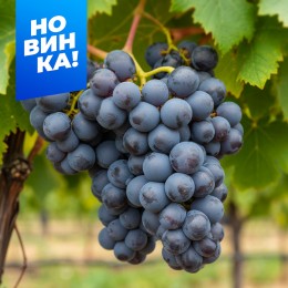 Виноград Гленора/1 шт. в коробке