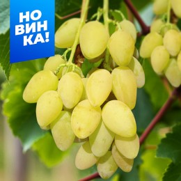 Виноград Елена/1 шт. в коробке