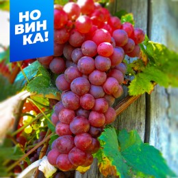 Виноград Калина/1 шт. в коробке