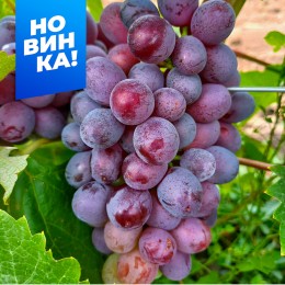 Виноград Клубничный/1 шт. в коробке