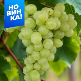 Виноград Тур Хейердал/1 шт. в коробке