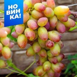 Виноград Фаберже/1 шт. в коробке