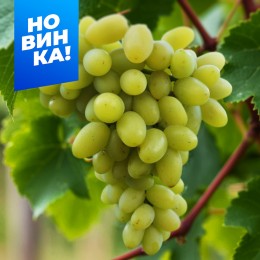 Виноград Ювендана/1 шт. в коробке