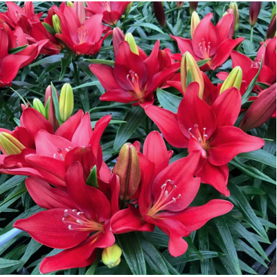 Лилия Черри джой/ 3 шт. в уп.