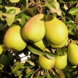 Груша Чижовская/1 шт.