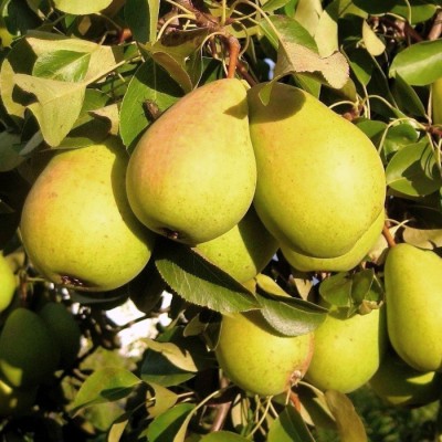 Груша Чижовская/1 шт.