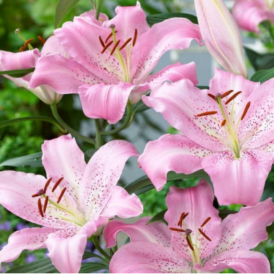 Лилия Жозефина/ 3 шт. в уп.