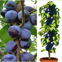 Слива колоновидная Блю Свит/1 шт.