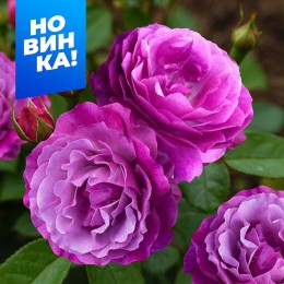 Роза Блю Эден/Сем Алт/1 шт. в коробке