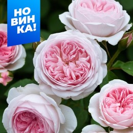 Роза Герцогиня Кристиана/Сем Алт/1 шт. в коробке