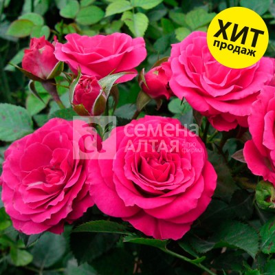 Роза ХиХо/Сем Алт/1шт. в коробке Роза ХиХо/Сем Алт/1шт. в коробке