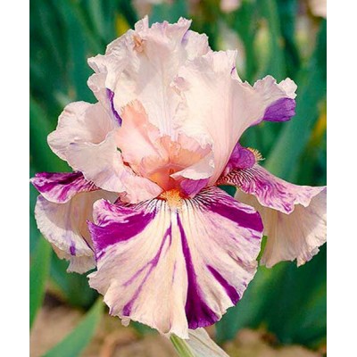 Ирис Пич Джем/ 1 шт. в уп.