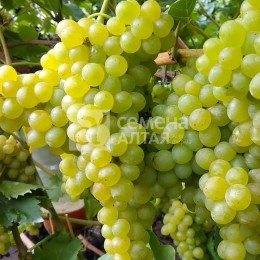 Виноград Кишмиш №342 (3-х летка)/Сем Алт/1 шт. в коробке