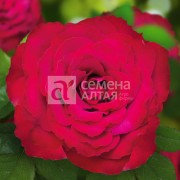 Роза Родос (3-х летка)/Сем Алт/1шт. в коробке