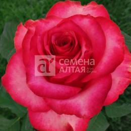 Роза Розбери/Сем Алт/1шт. в коробке