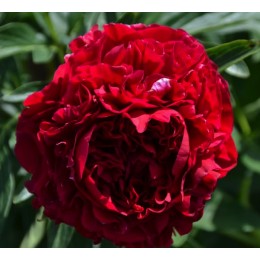 Пион Кэрол (2-3 почки)/ 1 шт. в уп.