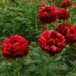 Пион Кэрол (2-3 почки)/ 1 шт. в уп.