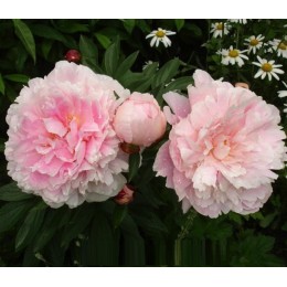 Пион Корнелия Шейлор (2-3 почки)/ 1 шт. в уп.