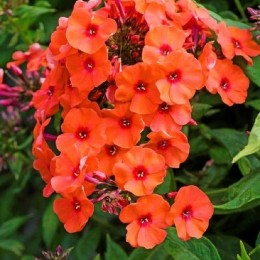 Флокс Оранж Перфекшион/ 1 шт. в уп.