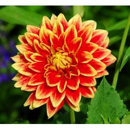 Георгина Сан Экспложн/ 1 шт. в уп.