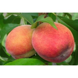 Персик Киевский ранний/ 1 шт.