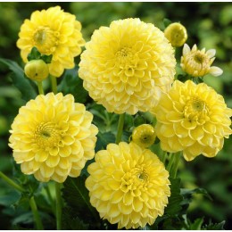 Георгина Голден Торч/ 1 шт. в уп.