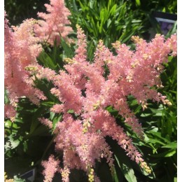 Астильба Брессингэм Бьюти/ 1 шт. в уп.