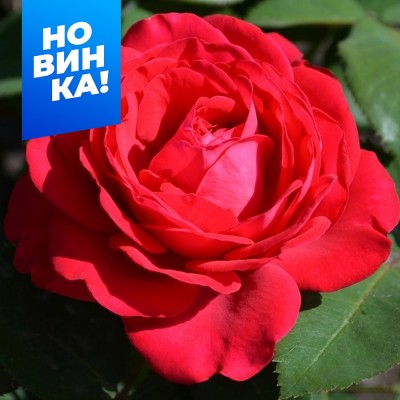 Роза Доминика/Сем Алт/1шт. в коробке Роза Доминика/Сем Алт/1шт. в коробке