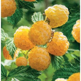 Малина Зюгана желтая/ 1шт.