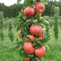 Яблоня колоновидная Валюта/ 1 шт.