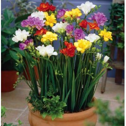 Фрезия смесь махровая/ 10 шт. в уп.