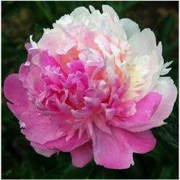 Пион Мистер Эд (2-3 почки)/ 1 шт. в уп.