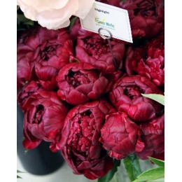 Пион Хайлайт (2-3 почки)/ Коллекционер/ 1 шт. в уп.