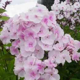 Флокс Моника Линден Белл/ 2 шт. в уп.